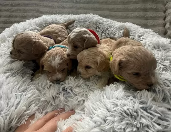 Maltipoo Yavrularımız
