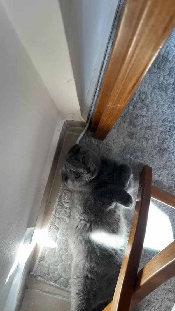 Tuvalet Eğitimli 2 Aylik İnanilmaz Tatli Scottish Fold