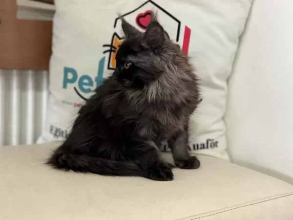 Ankranın En Seçkin Maine Coon Yavruları