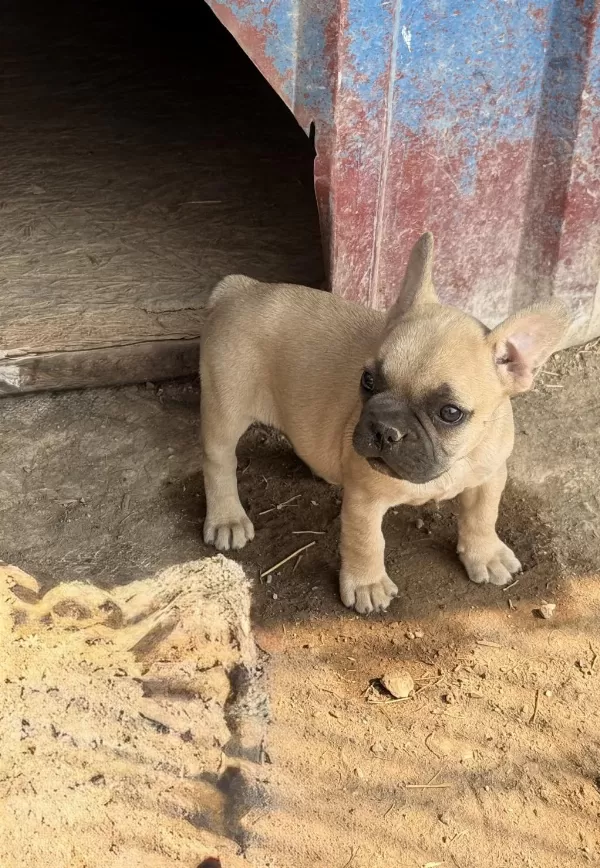 Çok Acil Sahiplendirilecek Dişi French Bulldog Yavrum