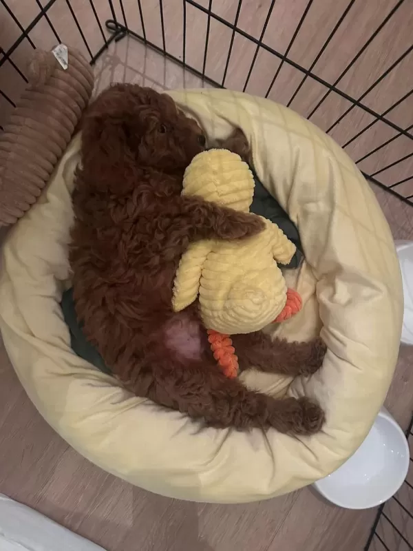 Toy Poodle Erkek 2 Aylık