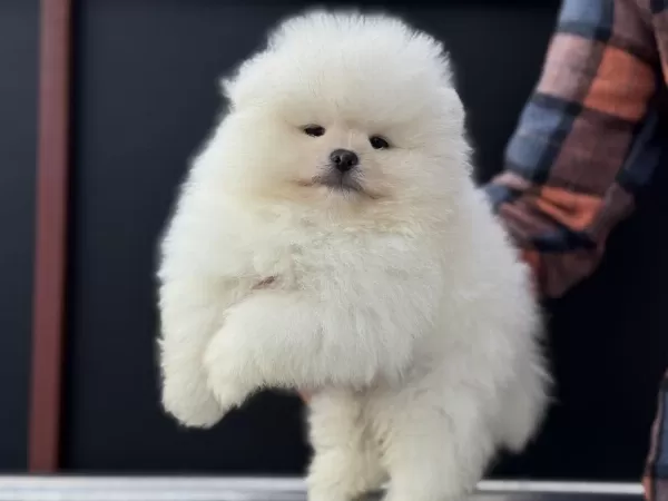 Petmode Köpek Çiftliğinden Tea Cup Pomeranian