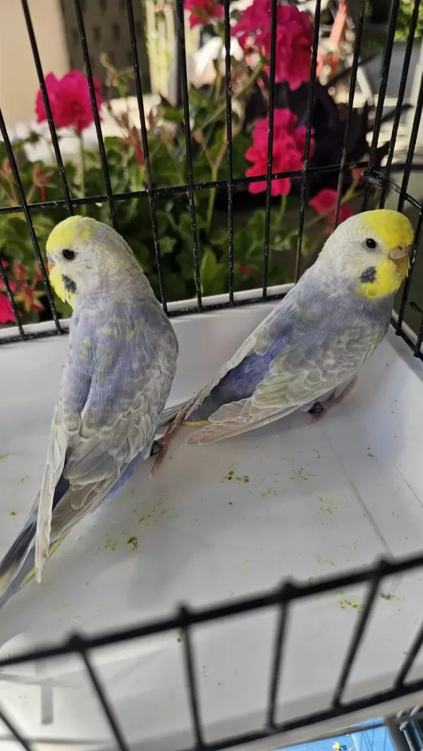 Rengarenk Üst Vasif Rainbow Muhabbet Takimlar