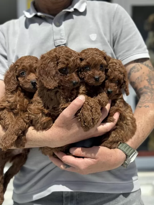 Ankranın En Seçkin Redbrown Toy Poodle Yavruları