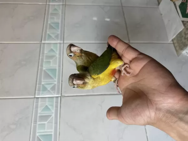 El Besleme Konur Papağani