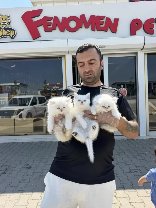 Kediciden Mükemmel British Shorthair Yavrulari Ankara