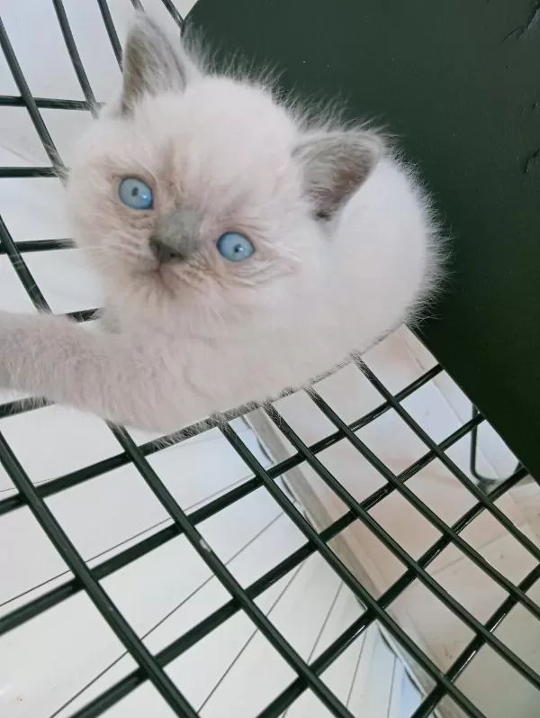Mavi Gözlü Blue Point British Shorthair Yavrular