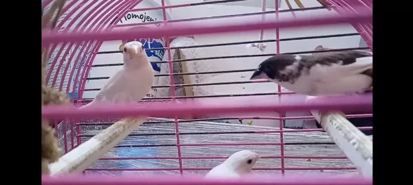 Yavru Makineleri Bengal İspinoz Finch