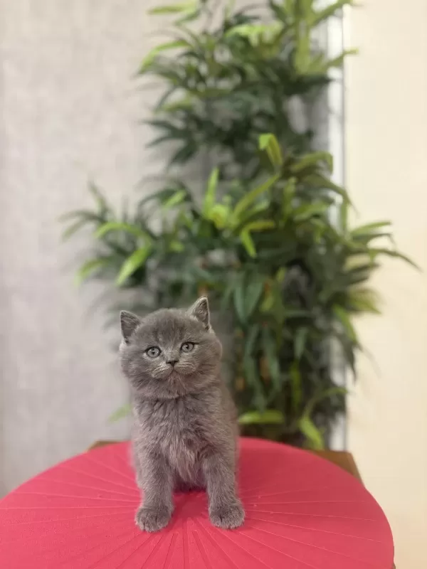 Bebek Yüz British Shorthair Yavrular
