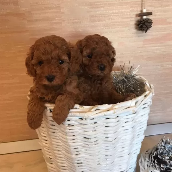 Efsane Toy Poodle Yavrulari