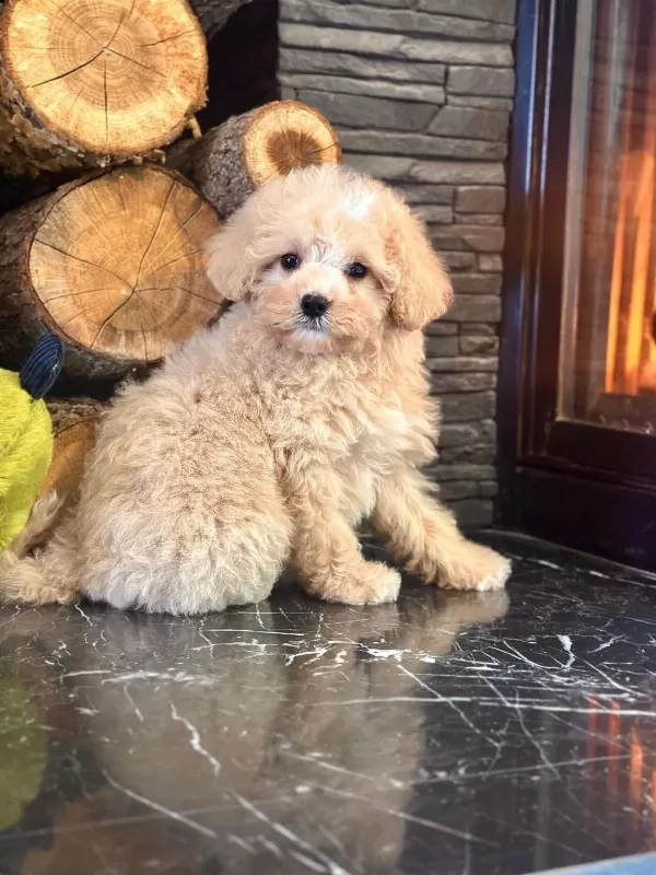 Akıllı Ve Tüy Dökmeyen Karakteriyle Maltipoo Yavrusu