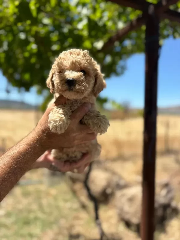 Toy Poodle Minik Şekerler