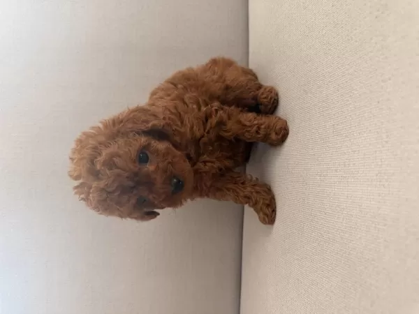 Gerçek Red Brown Biblo Ev Doğum Poodle