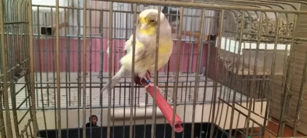 Yeni Eşe Atılmış Takım Gloster Kanaryalar