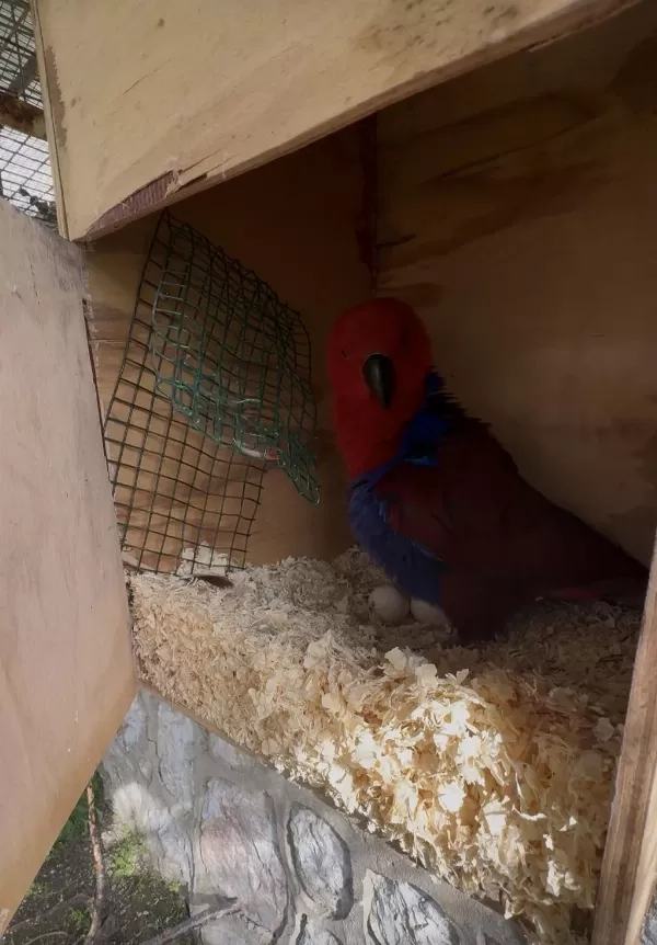 Belgeli Konuşan Yavru Veren Eclectus Papağanı Çift