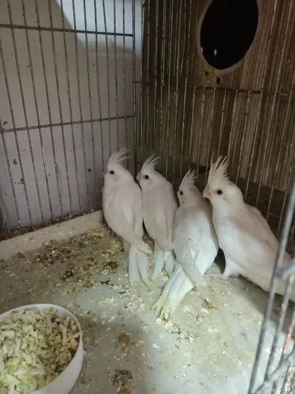 Her Renk Yavru Sultan Papağanı