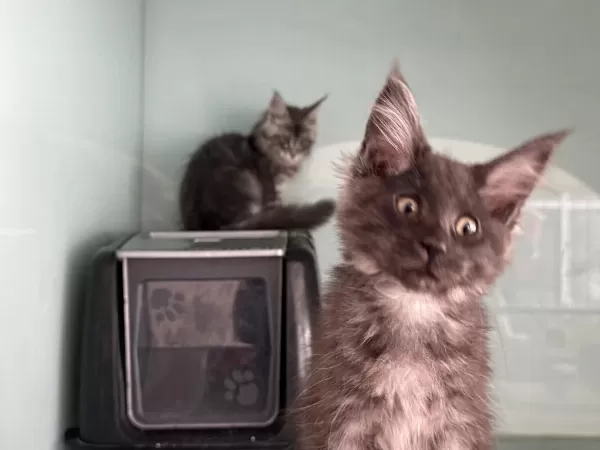 Show Kalite Maine Coon Yavrularımızı Canlı Görün