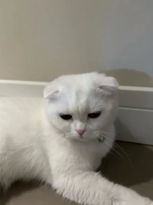 3 Yaşında Kısır Çipli Kedimiz