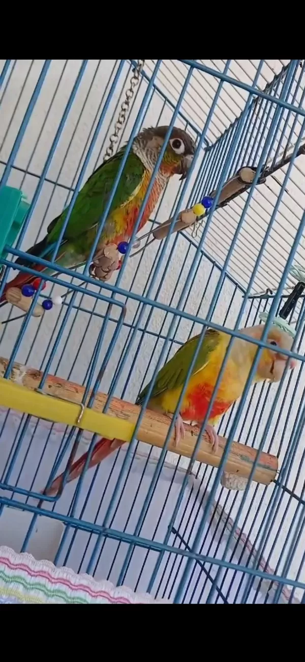2 Adet Konur Papağanı