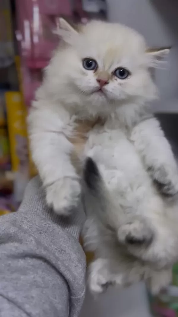 British Longhair Golden Point Ny1233 Erkek