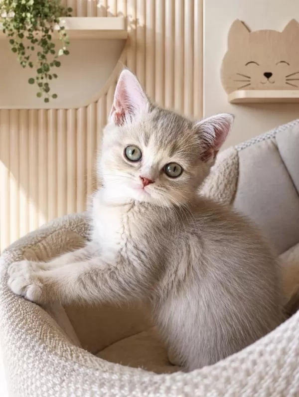 British Shorthair Dişi Yavrular
