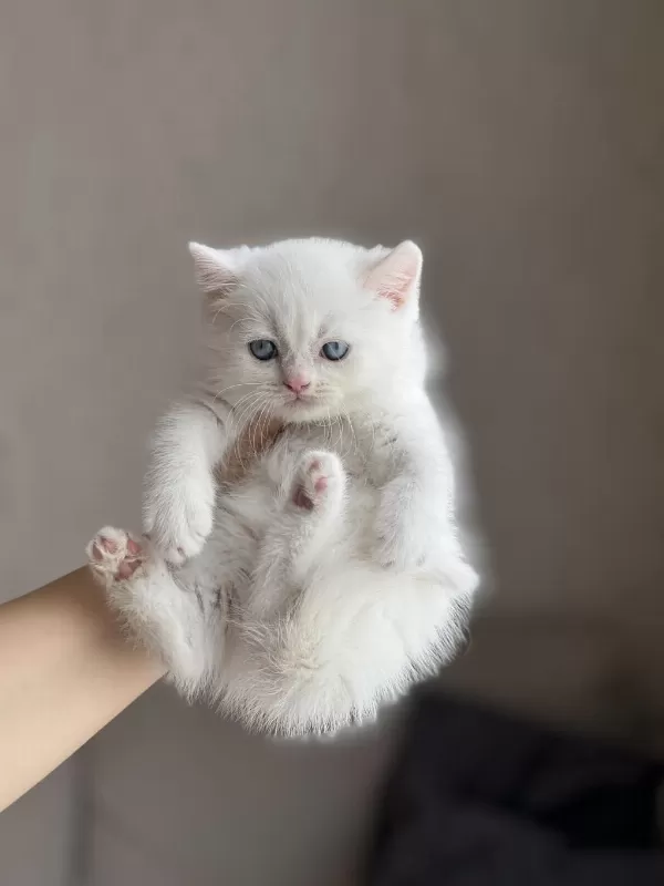 Maviş Göz Pamuk British Shorthair Yavrum