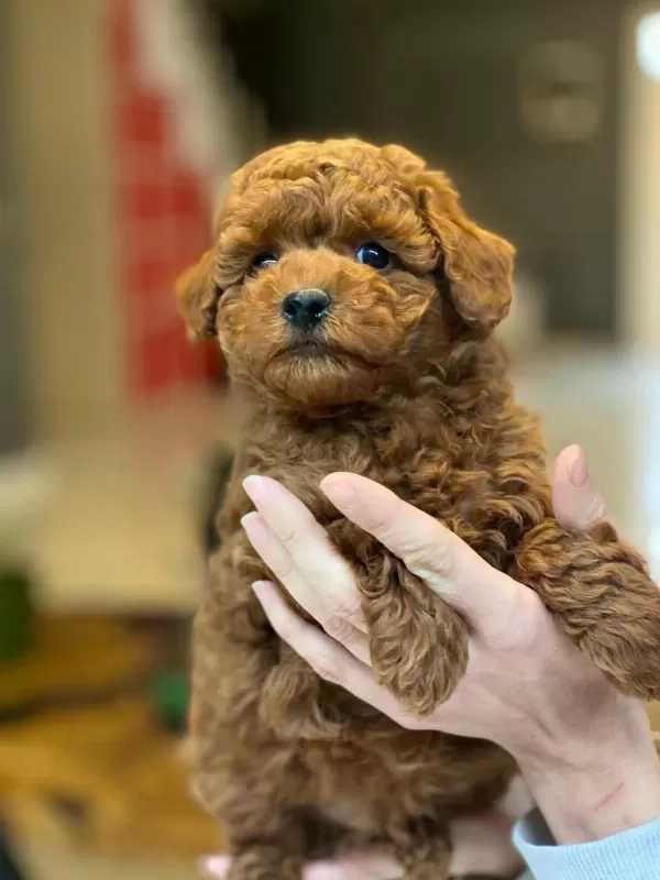 Oyuncak Ayıcık Görünümlü Red Poodle Yavrularımız