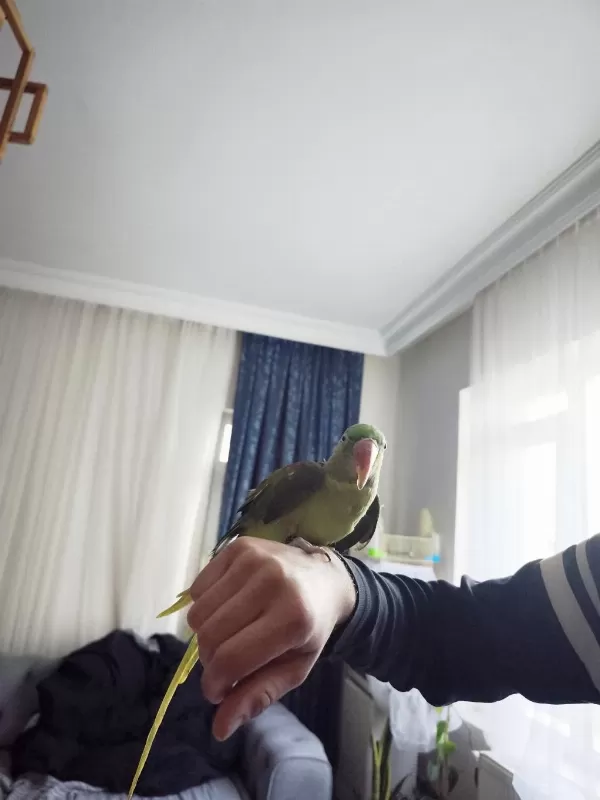 8aylık Bebek Alexander Papağanı