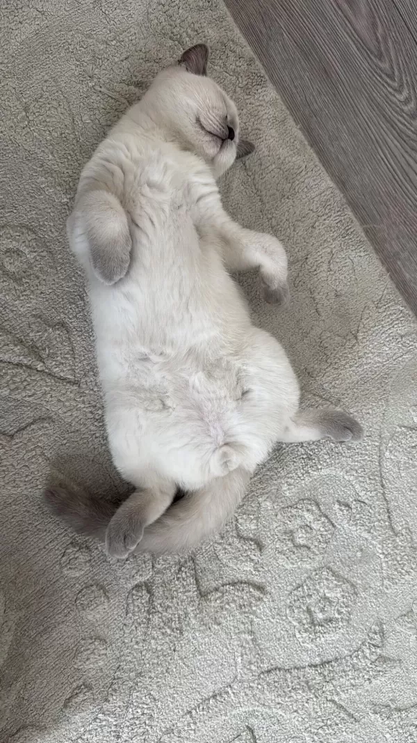 2 Beyaz British Shorthair Blue Point Yavru