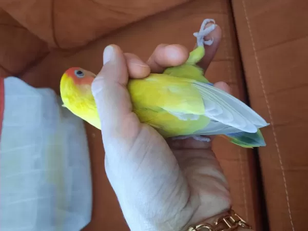 Sağlıklı Dişi Sevda Papağanı