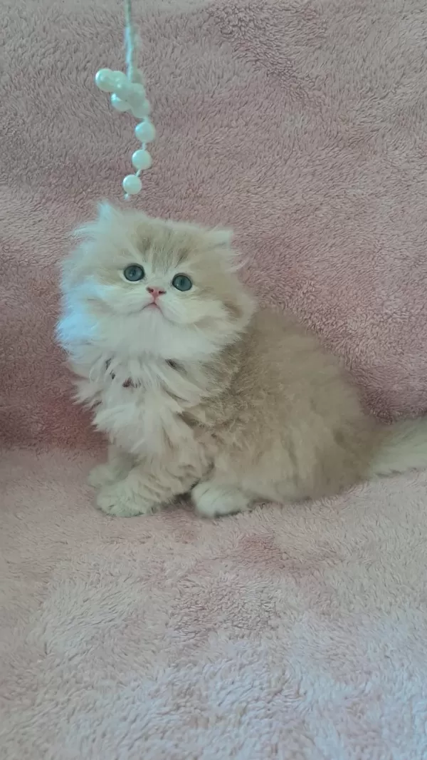 British Longhair Golden Cy12 Erkek