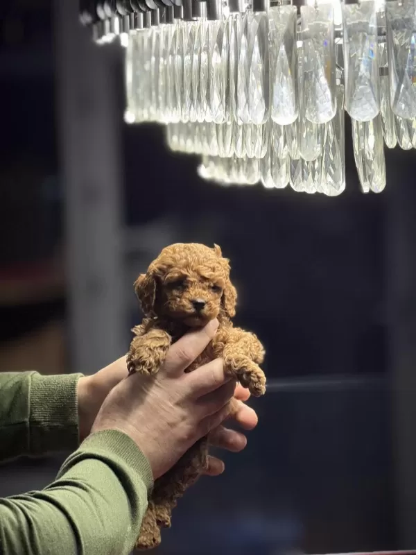 Teacup Poodle Yavrularımız Yeni Yuvasina Hazir