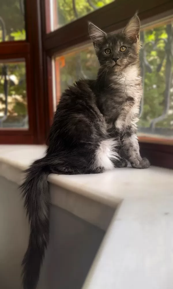 Wcf Üyesi Grand Design Catteryden Black Smoke Maine Coon