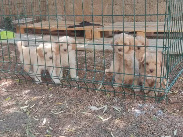 Sağlık Ve İrk Garantili Maltipoo Yavrular