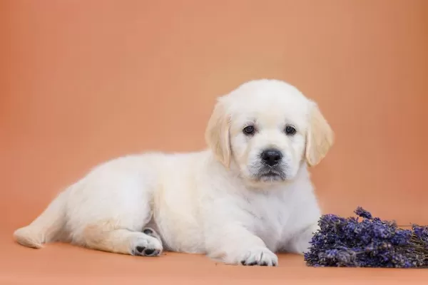 Golden Retriever Yavrular Canlı Görerek Alabilirsiniz