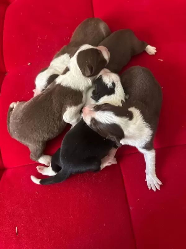 Şeker Köpekler Bunlar