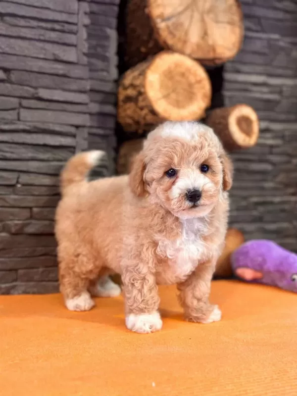 Zekasıyla Büyüleyen Hipoalerjenik 3 Aylık Maltipoo