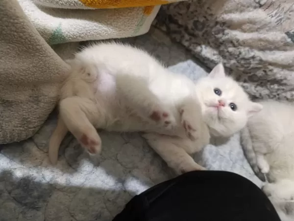 Scottish Fold Ve Scottish Straight Kedisi