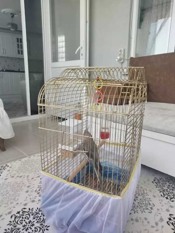 Acil Satılık Sultan Papağanı