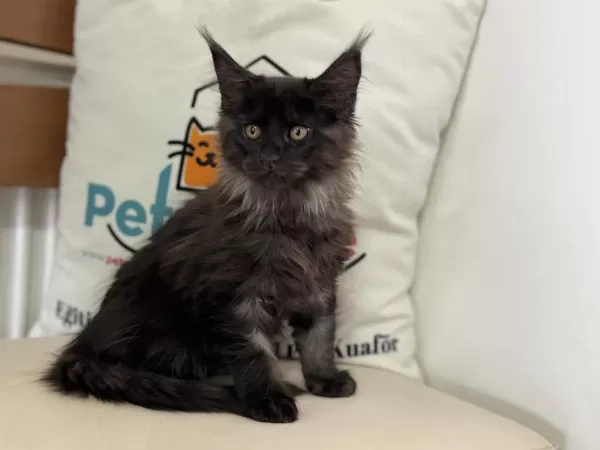Ankranın En Seçkin Maine Coon Yavruları