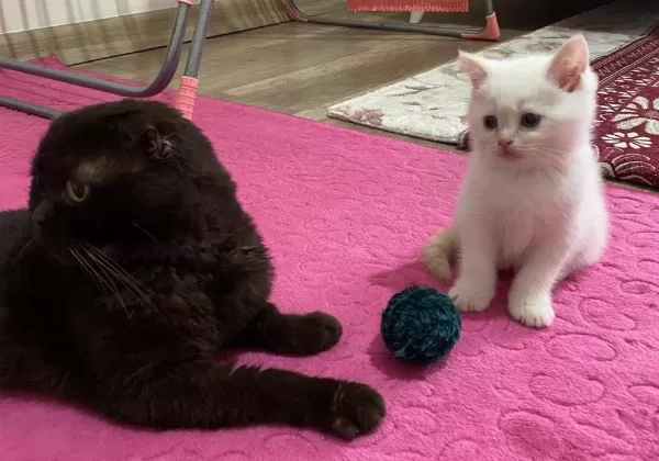 Mavi Gözlü British Shorthair Dişi Yavru Yuva Arıyor