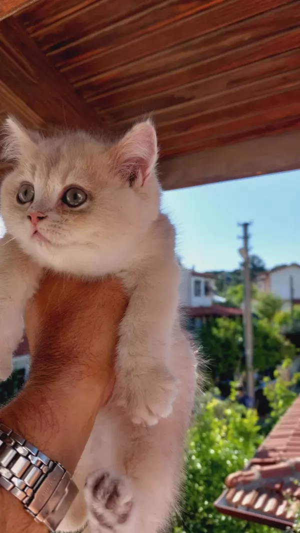 British Shorthair Erkek 2,5 Aylık