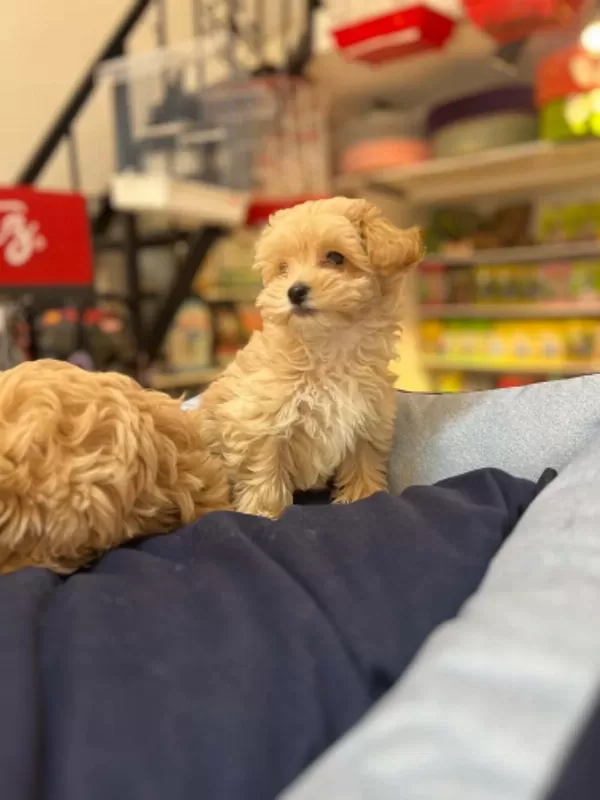 Tüy Dökmeyen Hipoalerjenik Saf Kan Maltipoo Yavrular