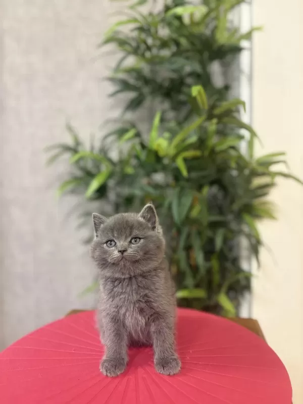 Bebek Yüz British Shorthair Yavrular