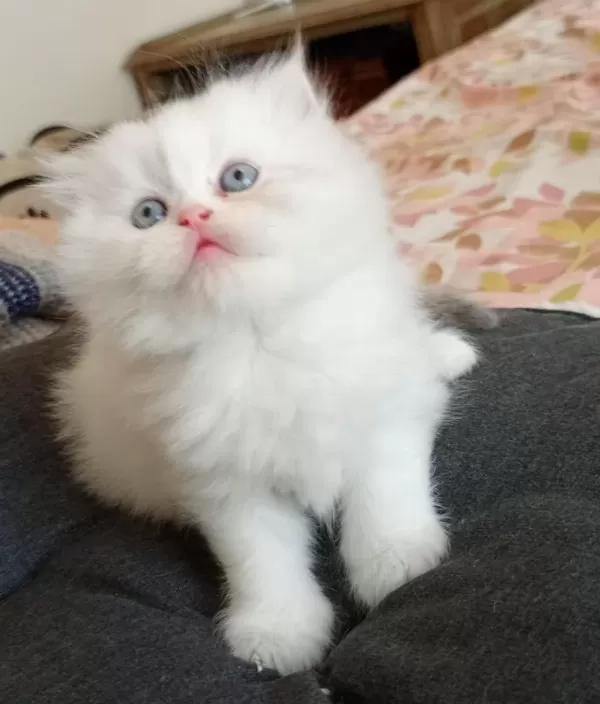 Rengarenk Chinchilla Kedisi
