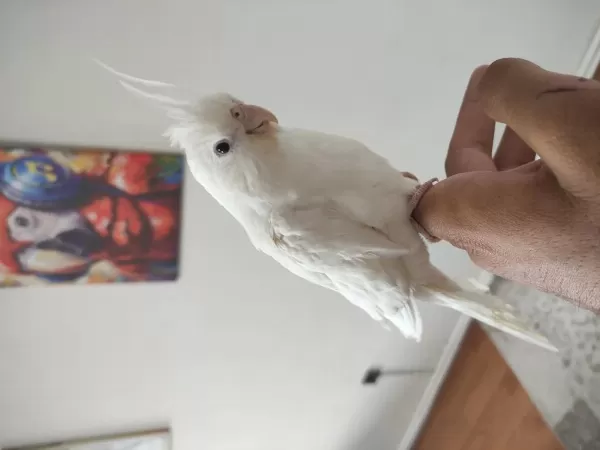Albino Sultan Papağanı Ele Alıştık