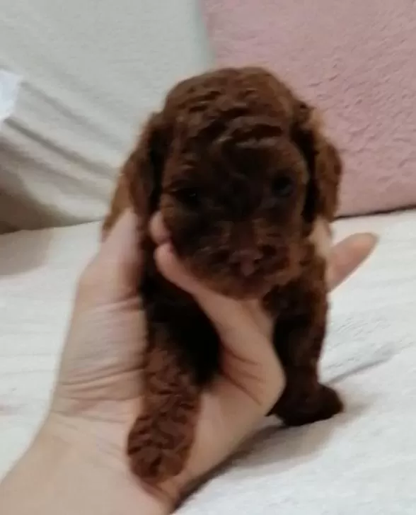 Toy Poodle Kore 2 Aylık