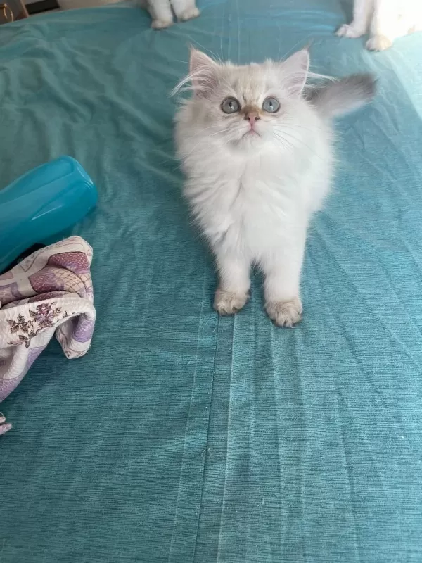Ev Ortaminda Büyümüş Premium British Longhair