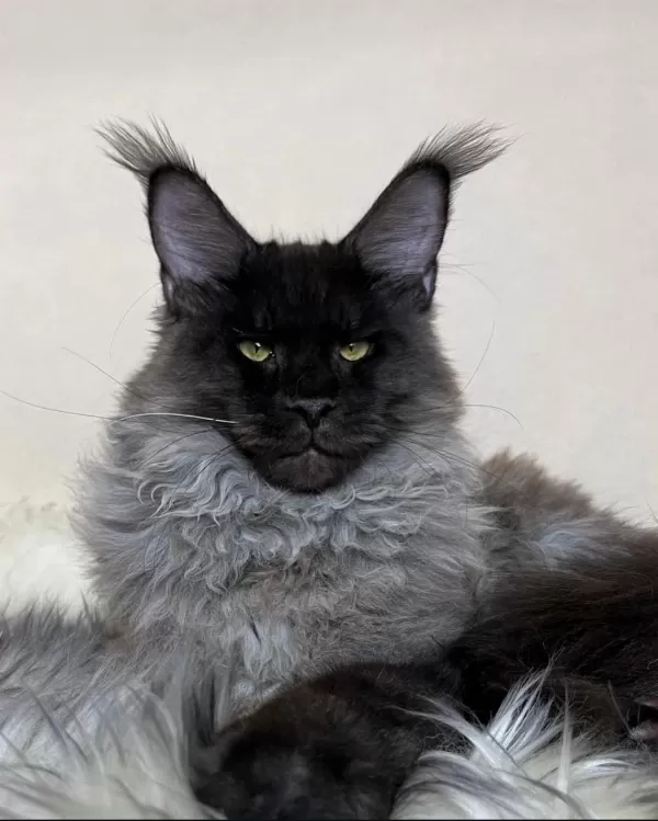 Ankaranın En Seçkin Maine Coon Yavruları