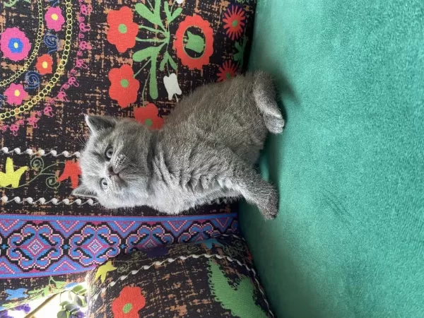 Ayı Kafa Gri Yavru British Shorthair